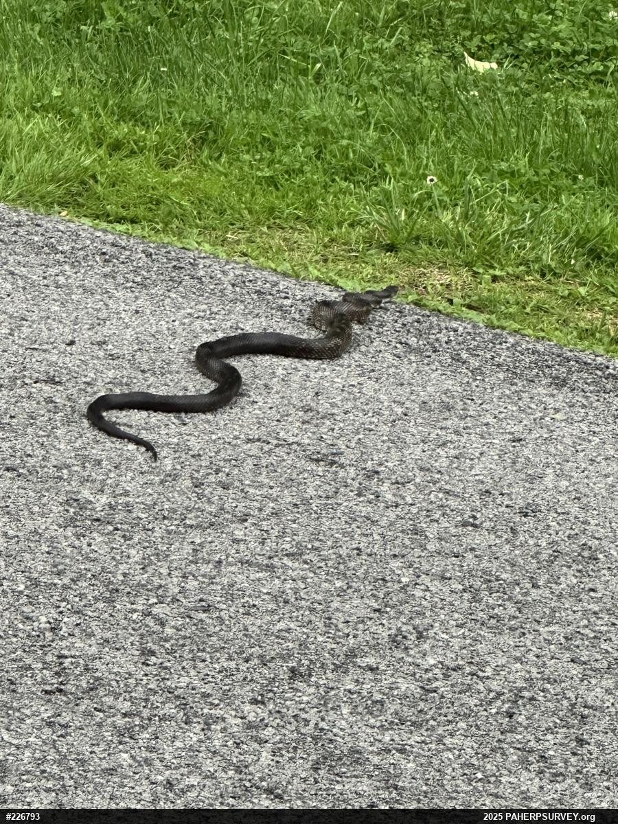 Eastern Ratsnake