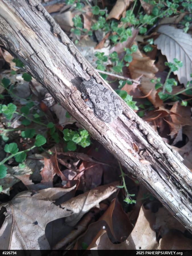 Unknown Gray Treefrog