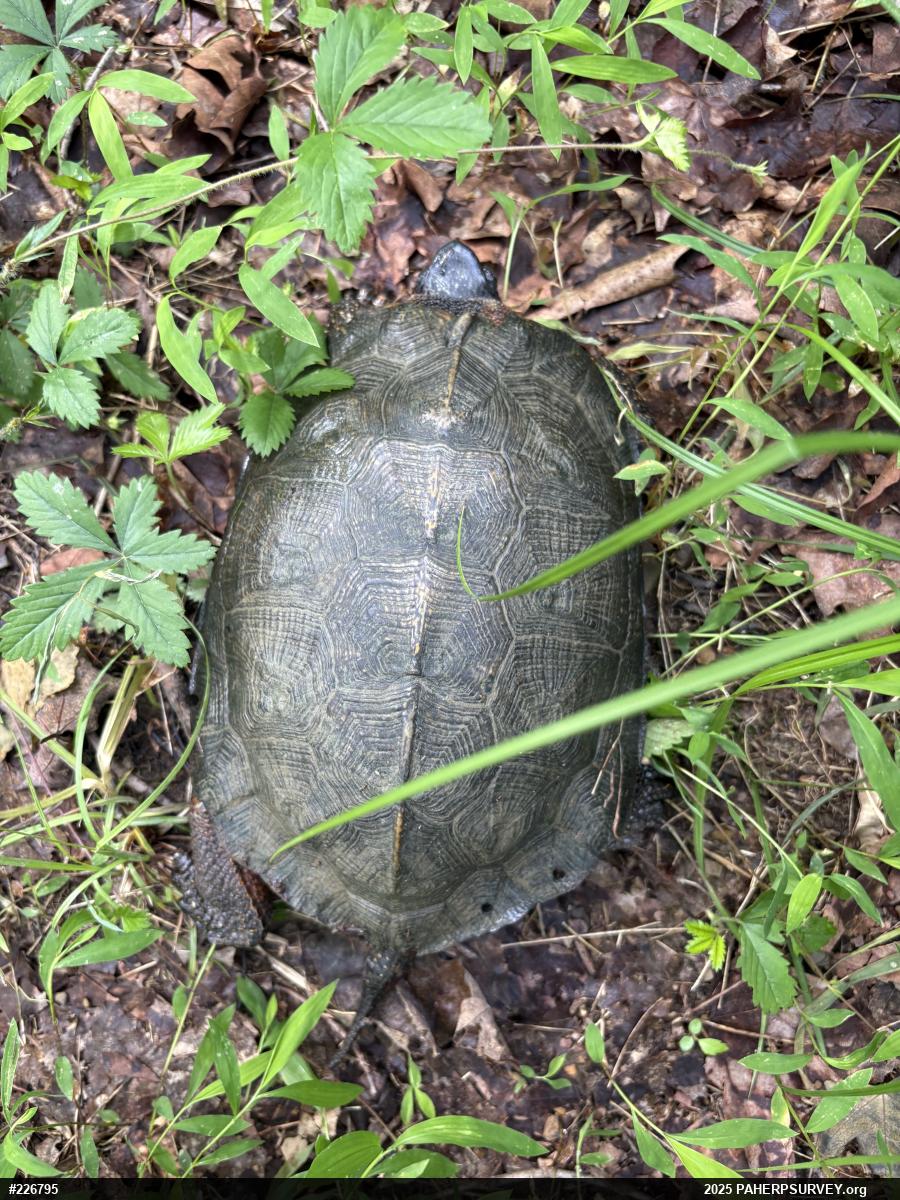 Wood Turtle