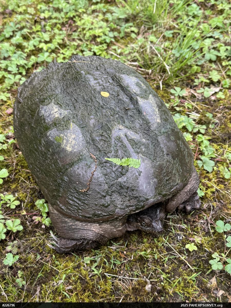 Snapping Turtle