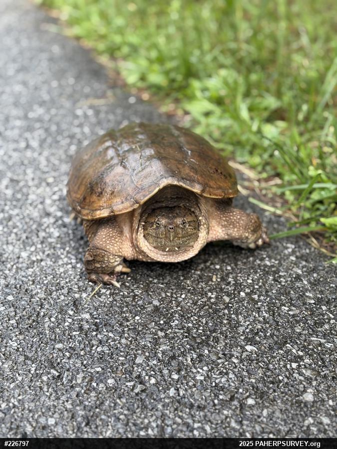 Snapping Turtle