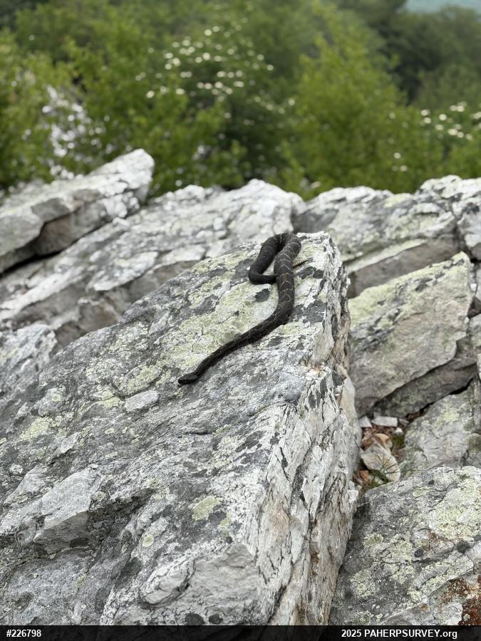 Timber Rattlesnake