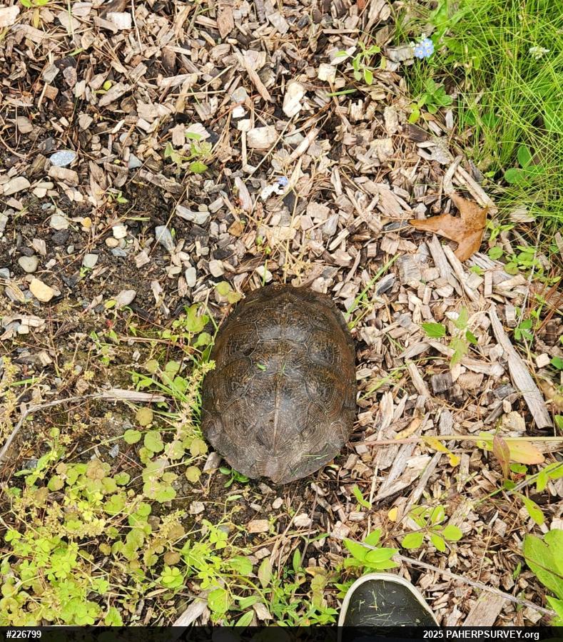 Wood Turtle