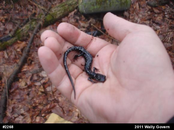 Northern Slimy Salamander