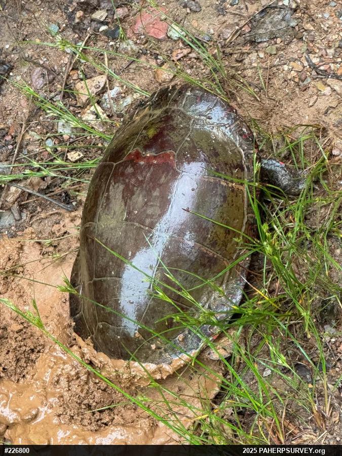 Eastern Painted Turtle