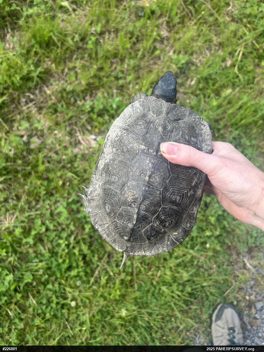 Wood Turtle