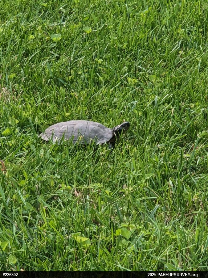 Wood Turtle