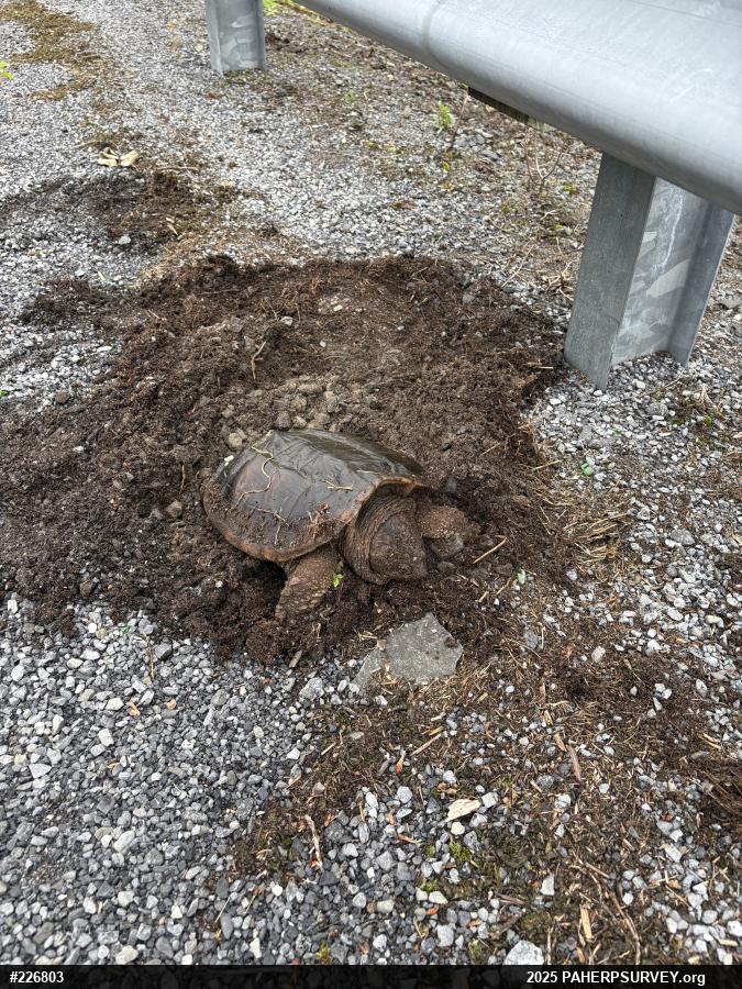 Snapping Turtle