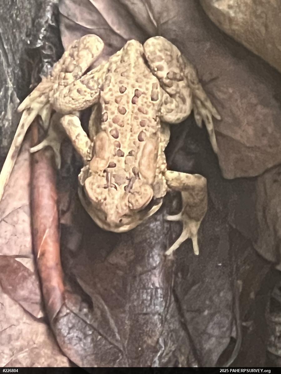 Eastern American Toad