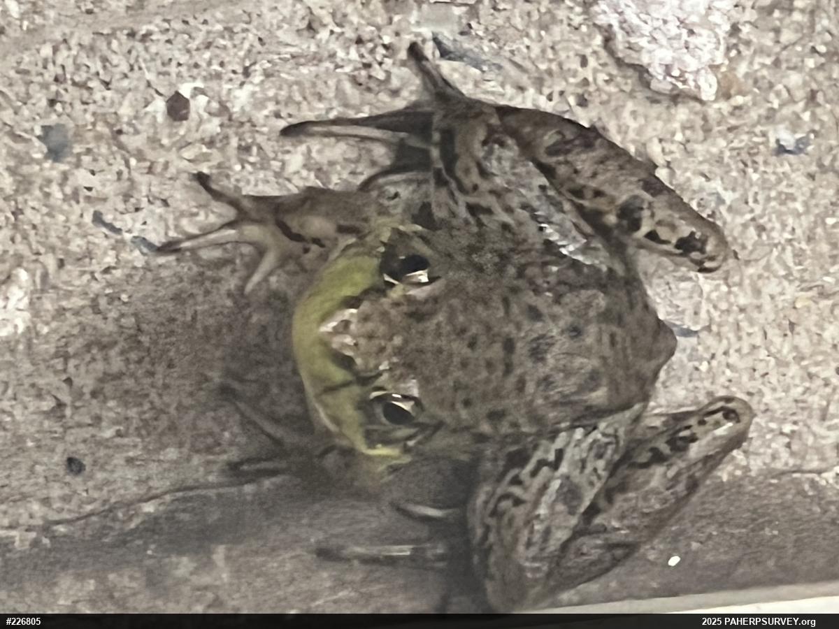 Green Frog