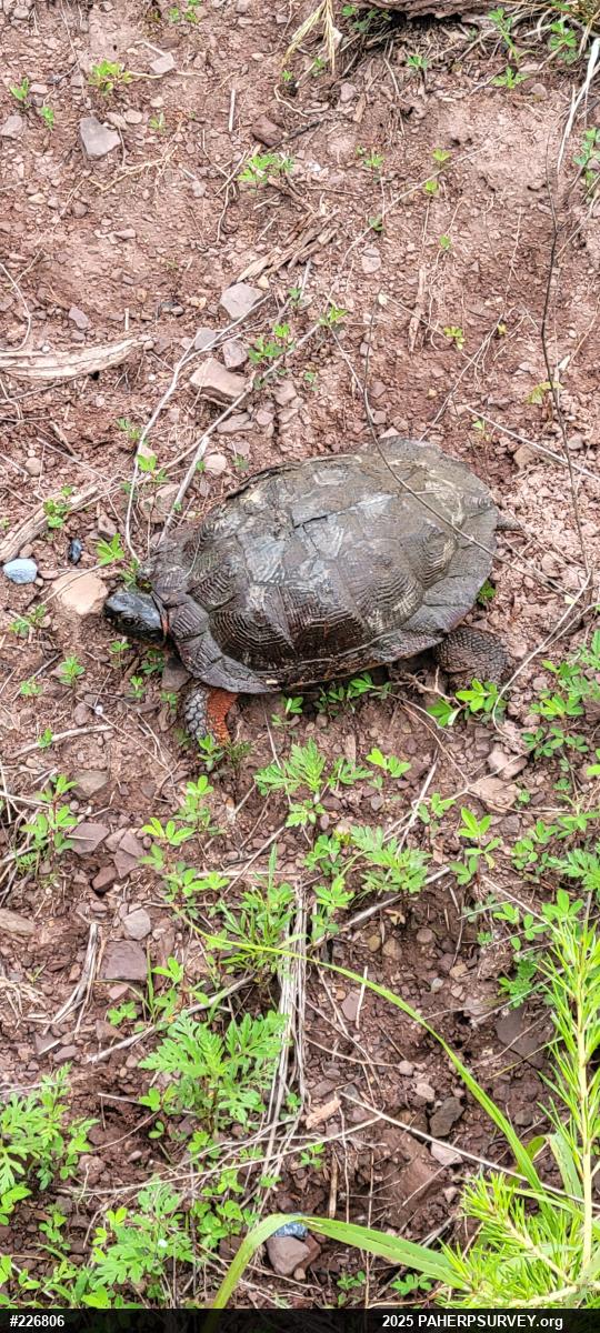 Wood Turtle