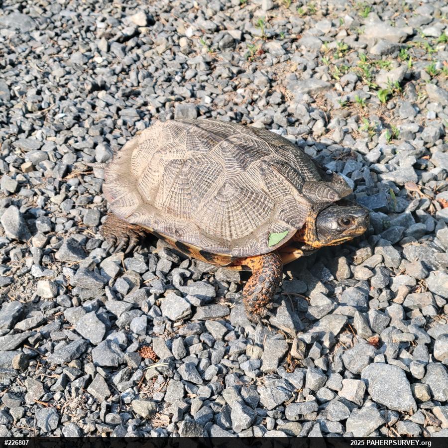 Wood Turtle