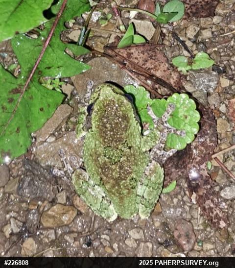 Unknown Gray Treefrog