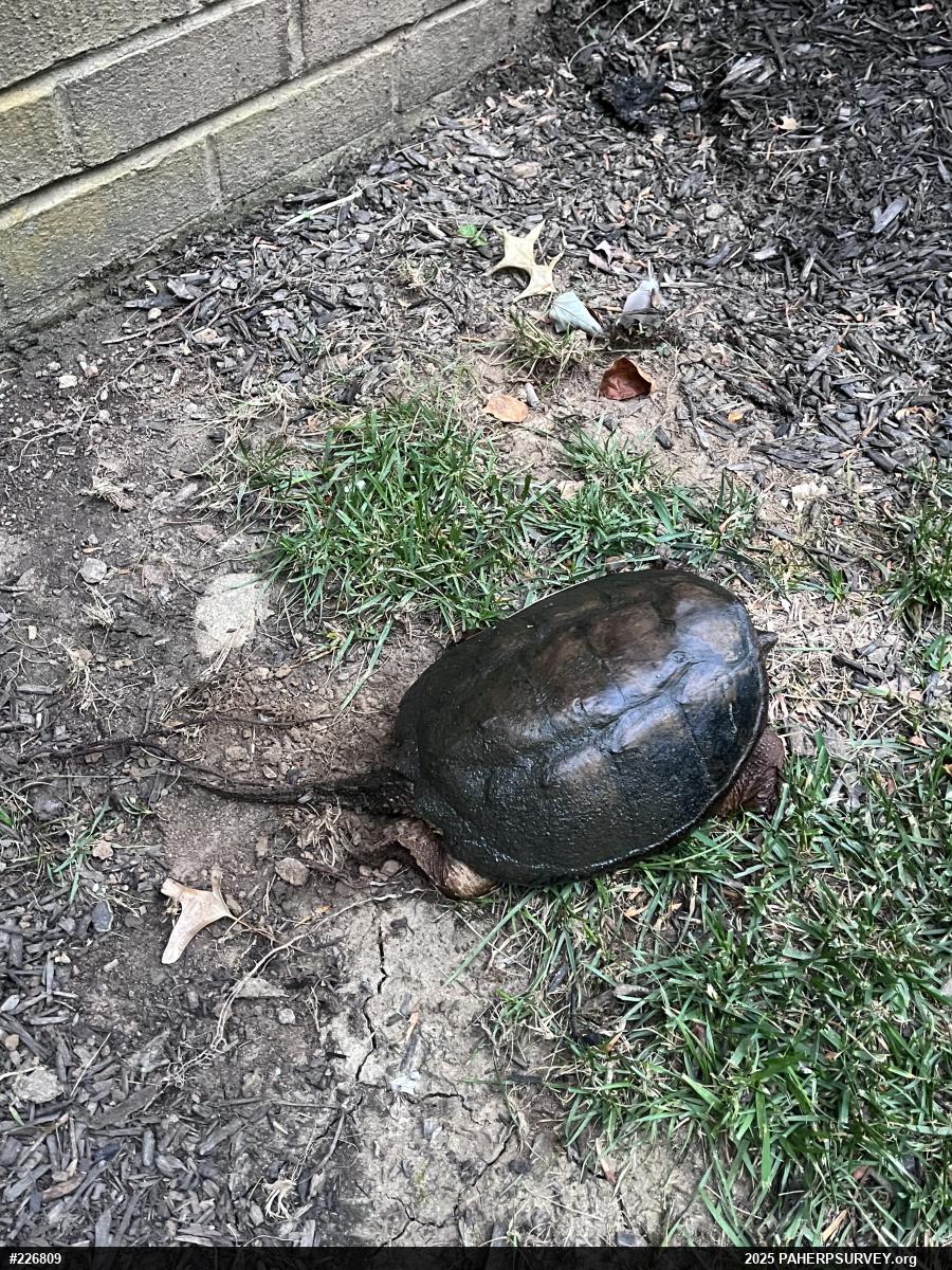 Snapping Turtle