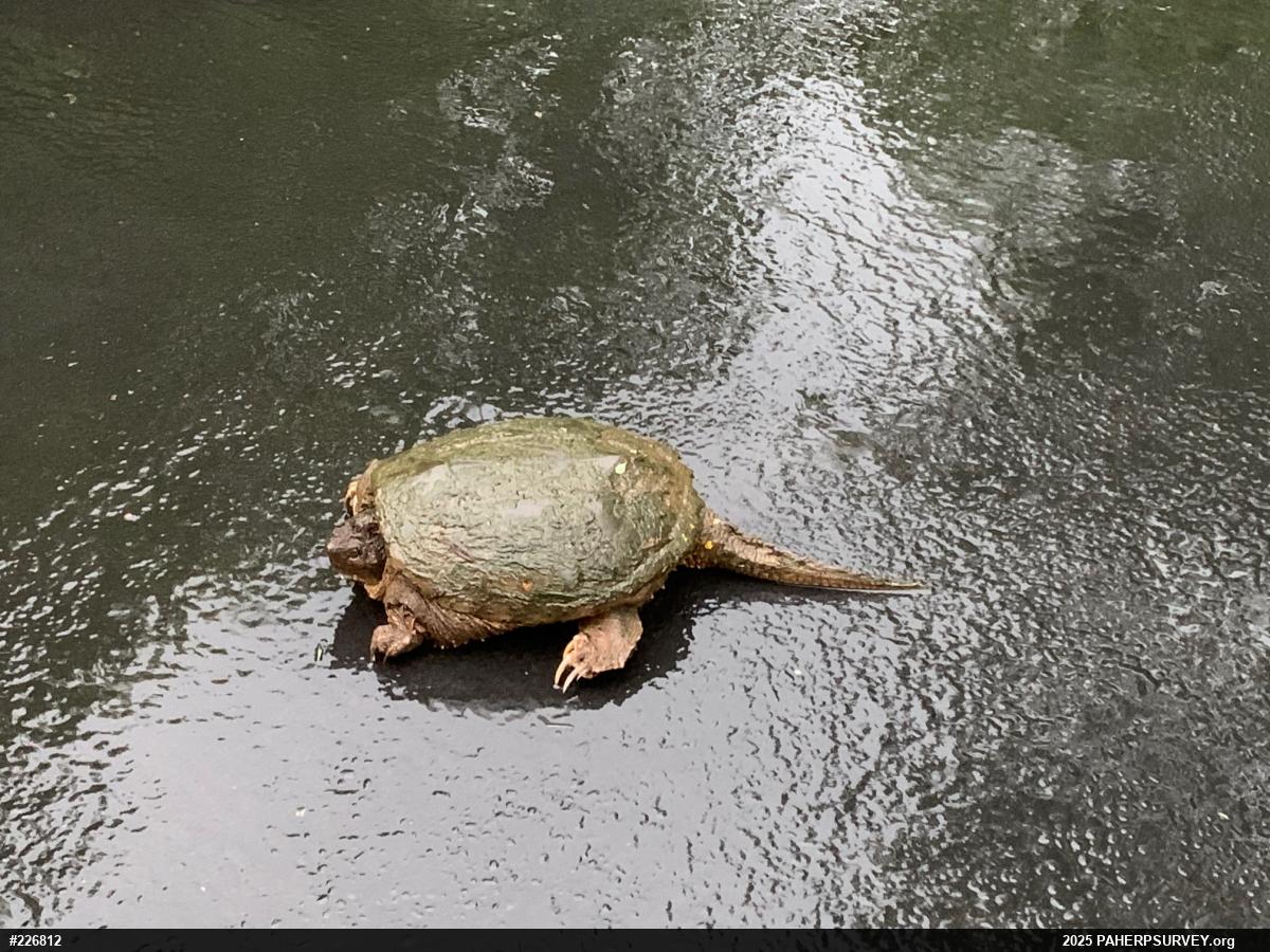 Snapping Turtle