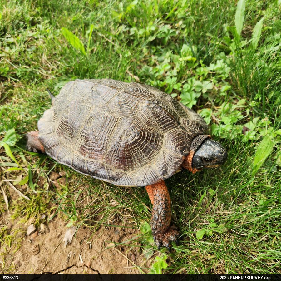 Wood Turtle