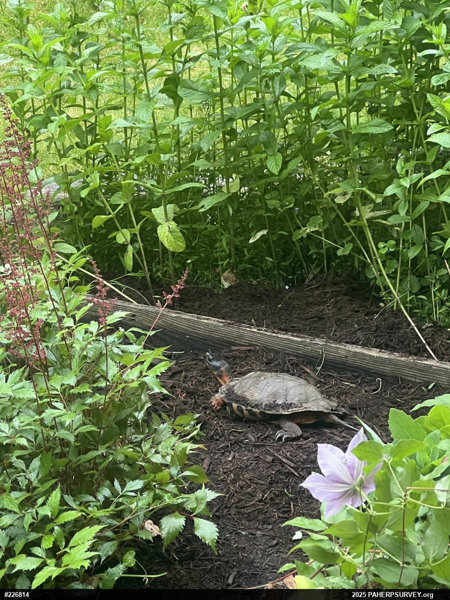 Wood Turtle