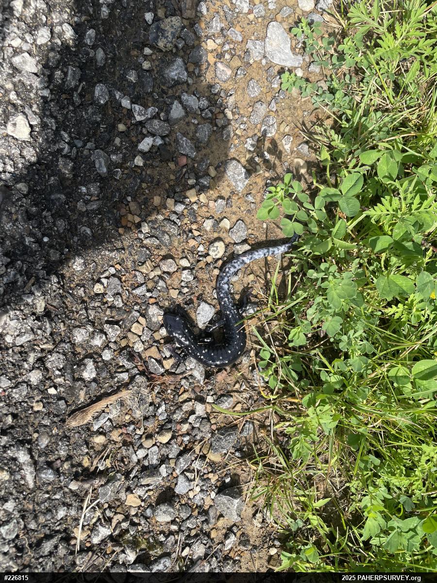 Northern Slimy Salamander