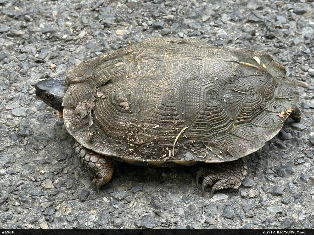 Wood Turtle
