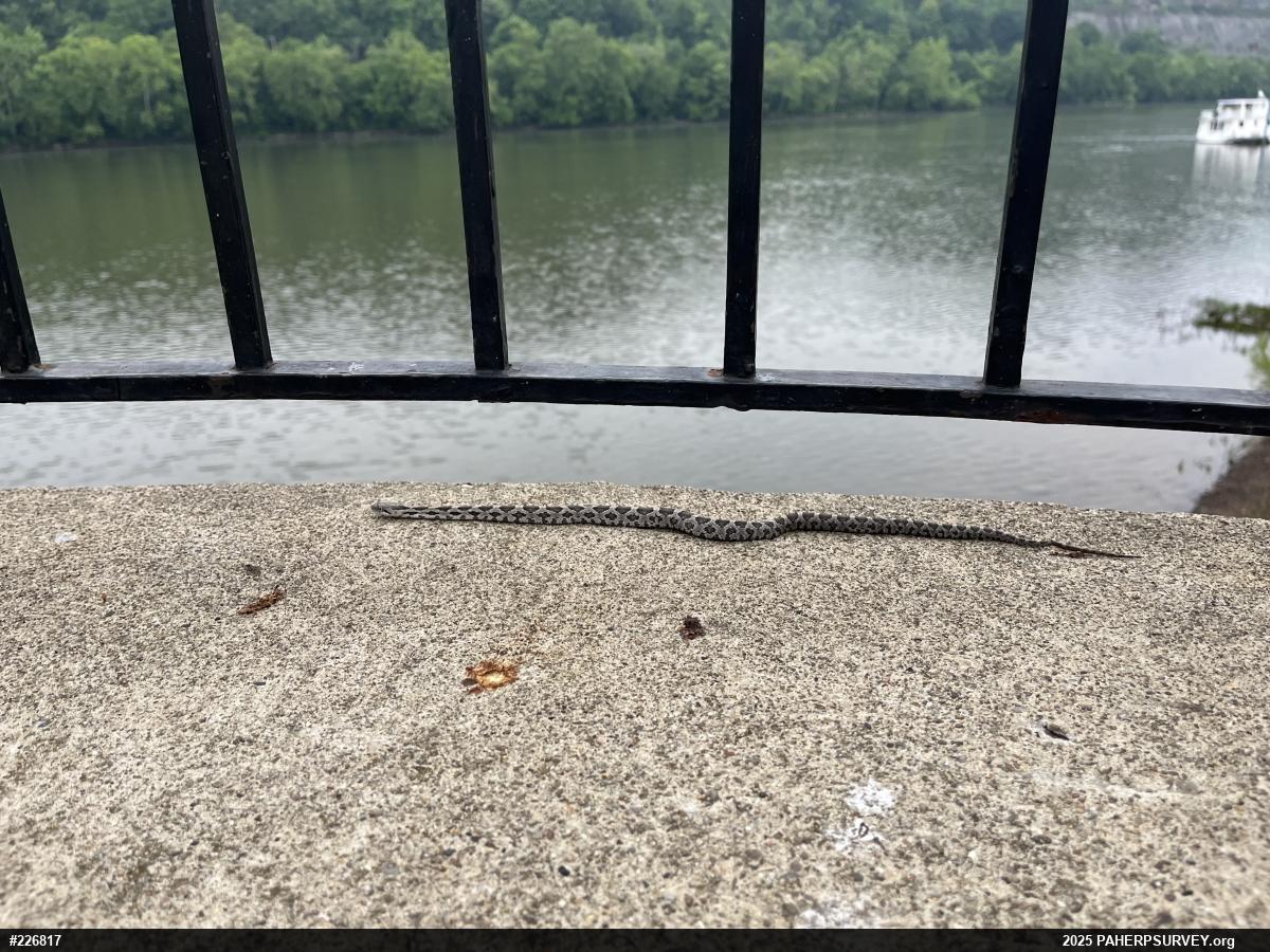 Eastern Ratsnake