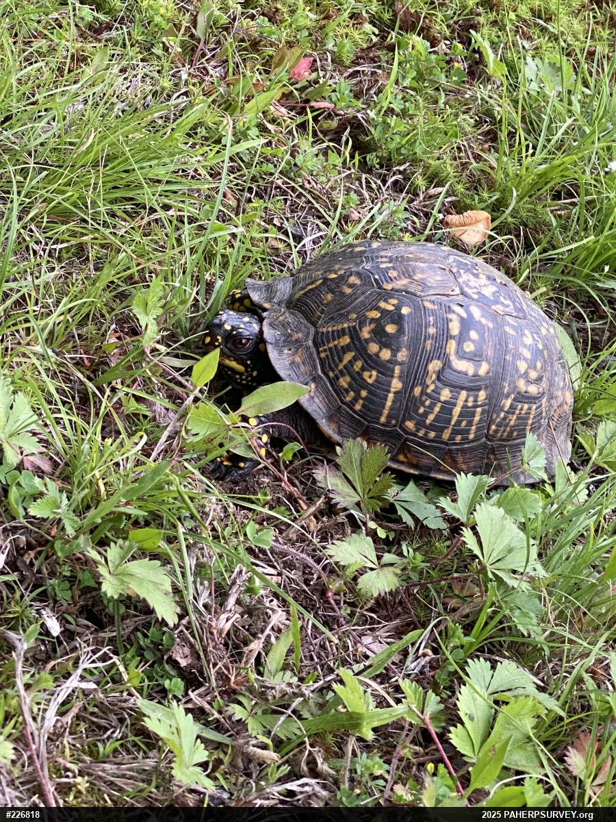 Eastern Box Turtle