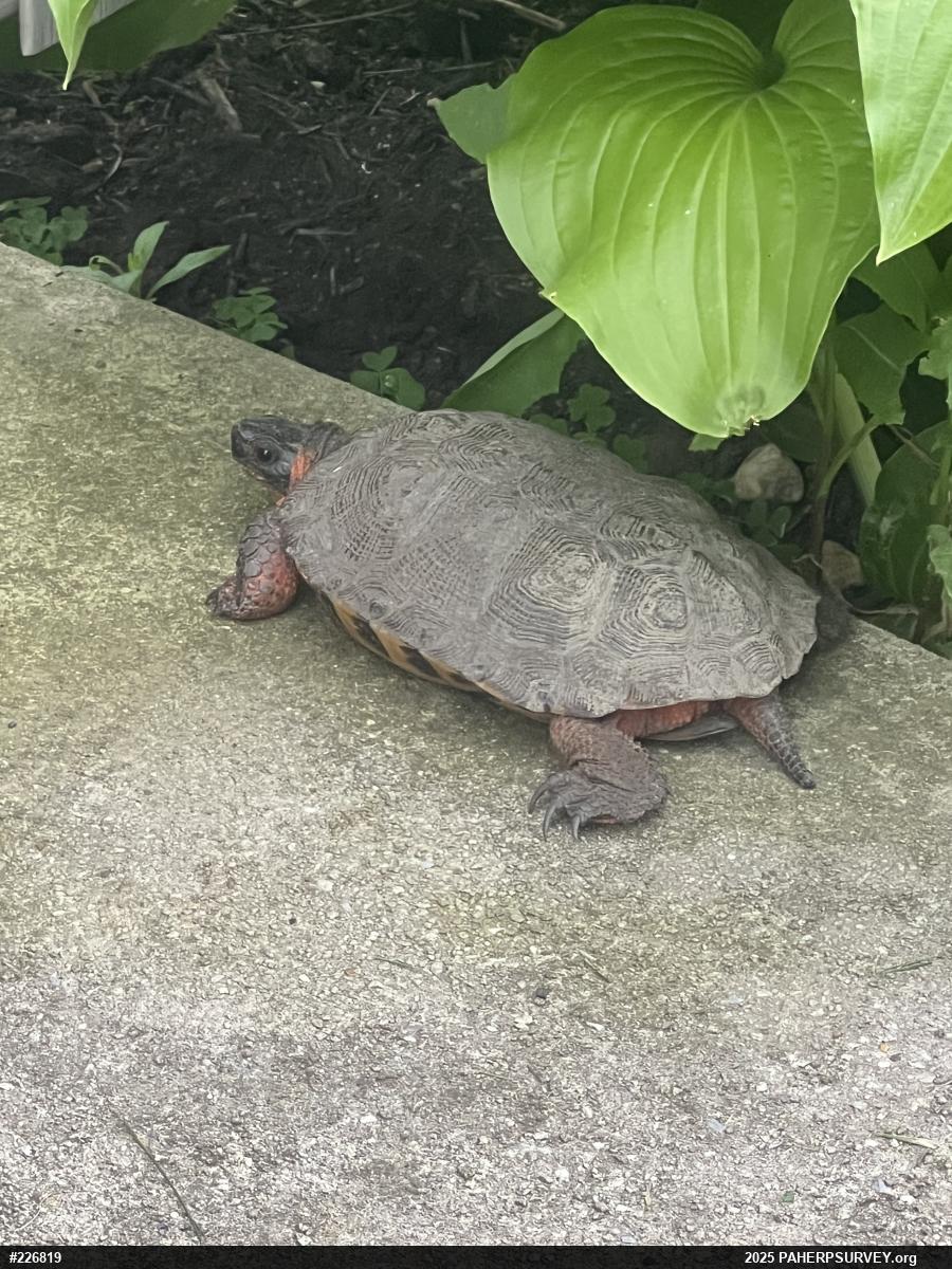 Wood Turtle