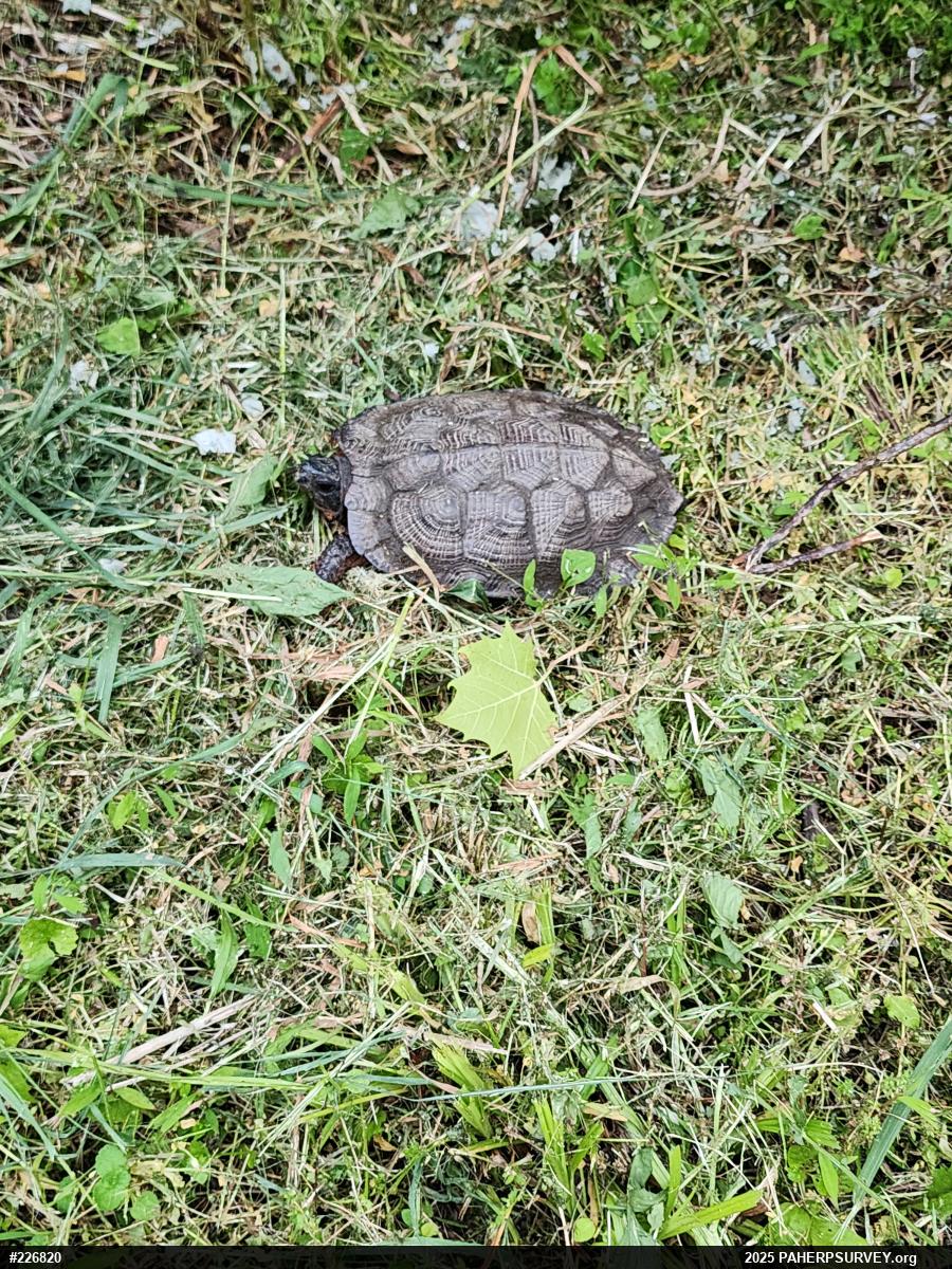Wood Turtle