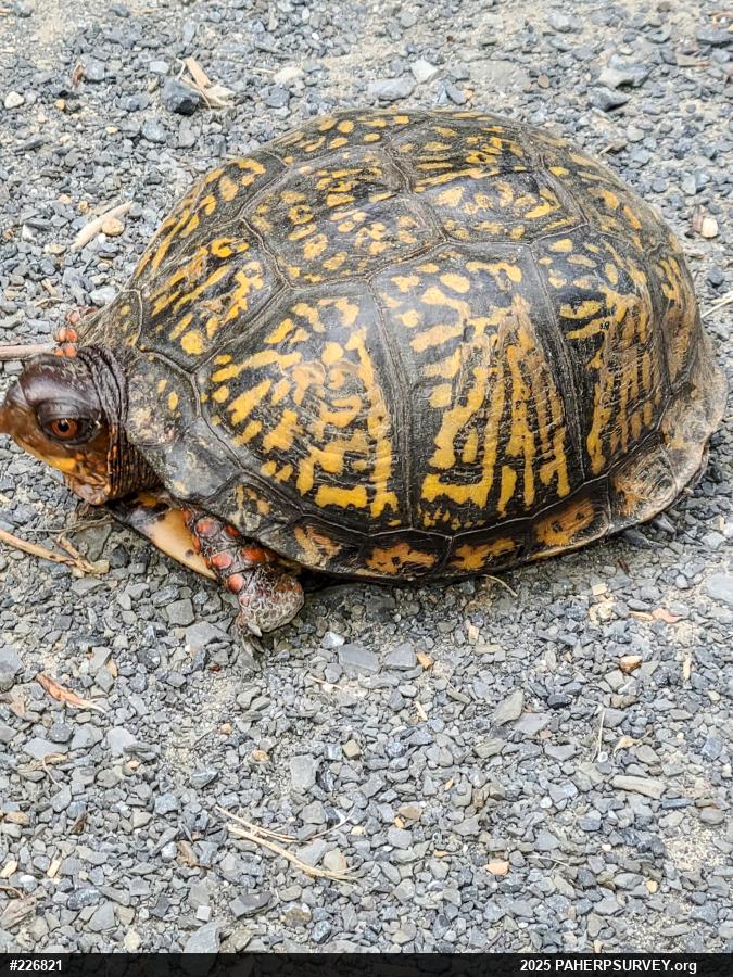 Eastern Box Turtle