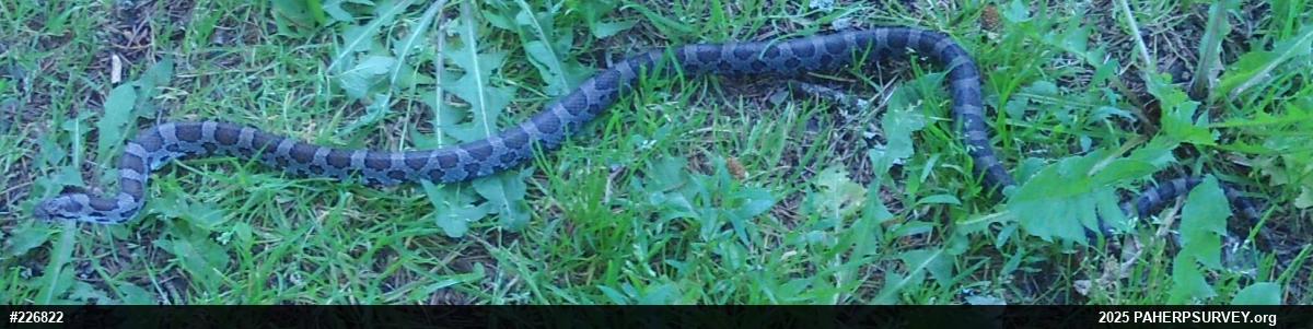 Eastern Milksnake