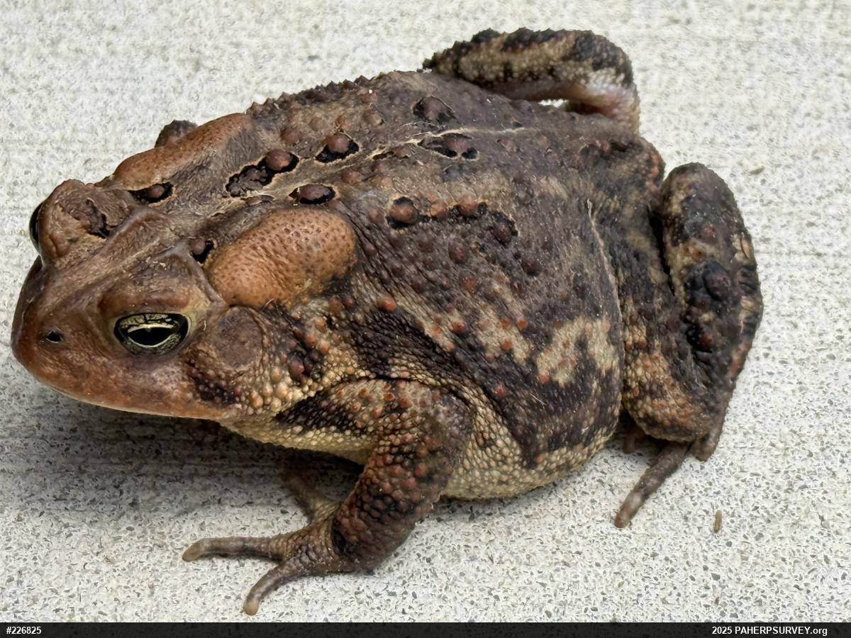 Eastern American Toad