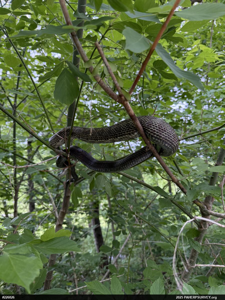 Eastern Ratsnake
