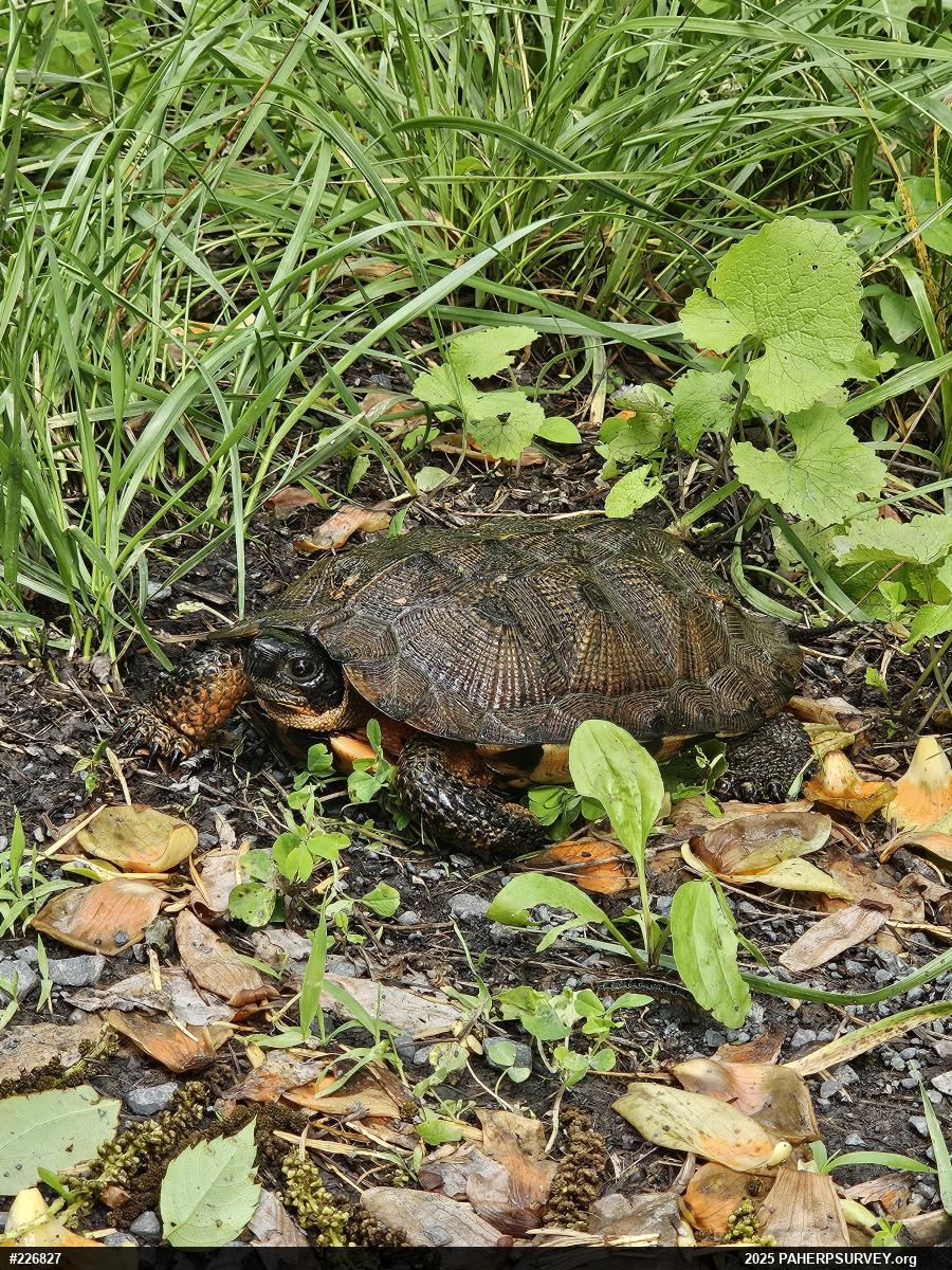 Wood Turtle