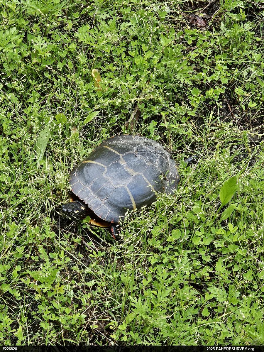Painted Turtle