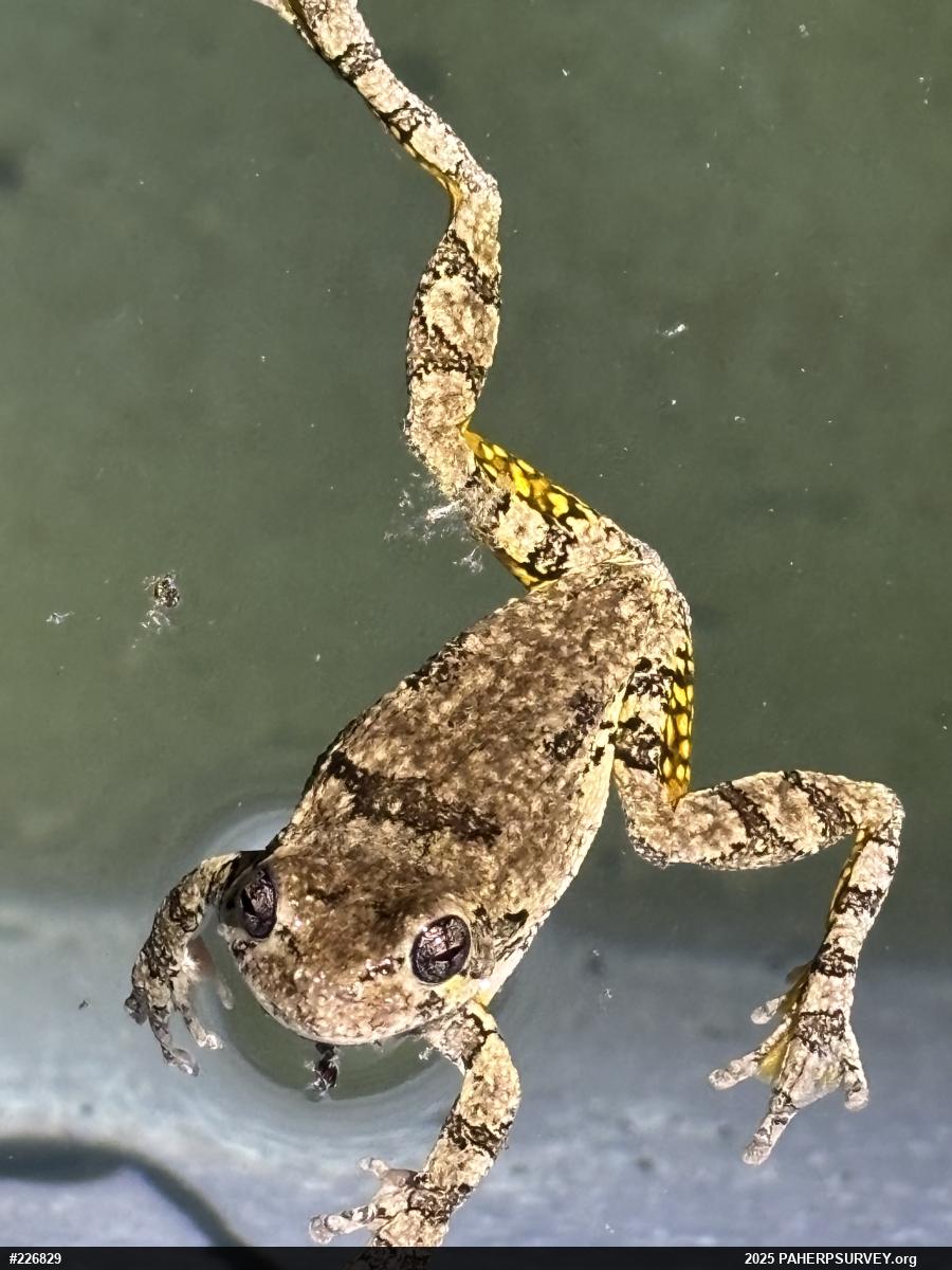 Unknown Gray Treefrog