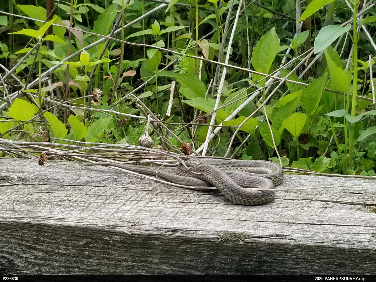 Eastern Gartersnake