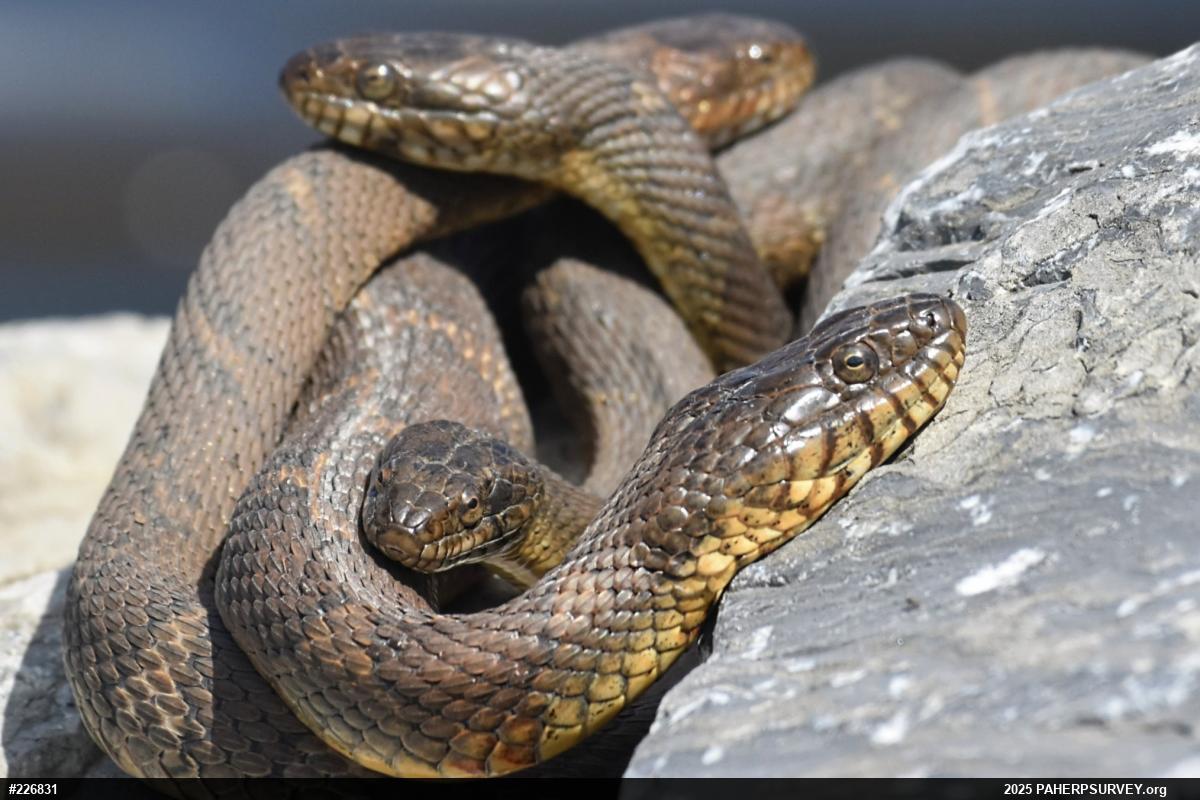 Northern Watersnake