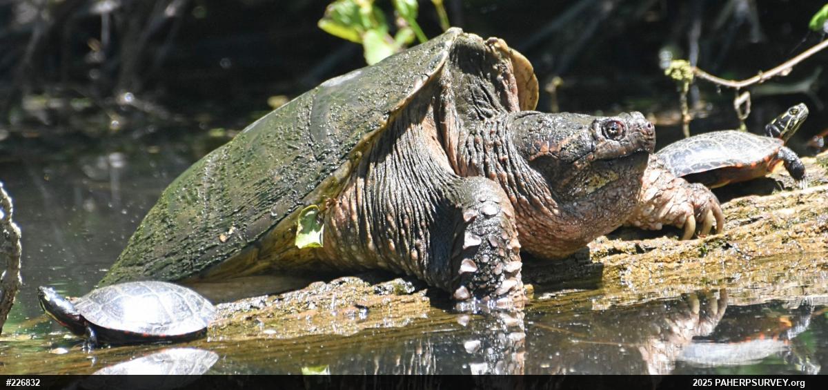 Snapping Turtle