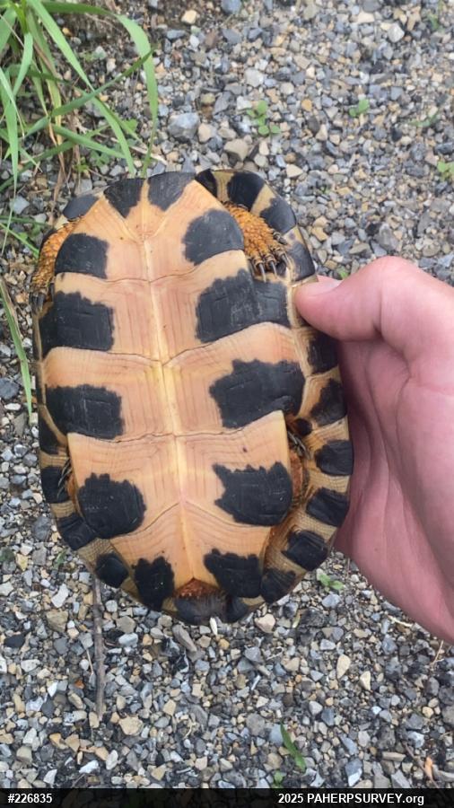 Wood Turtle