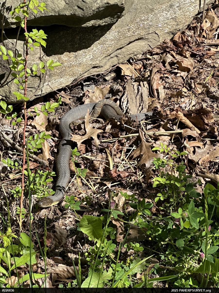 Northern Watersnake