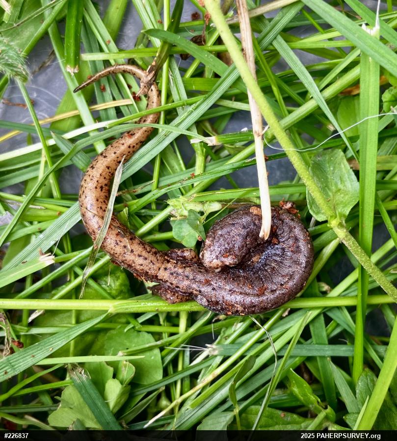 Four-toed Salamander