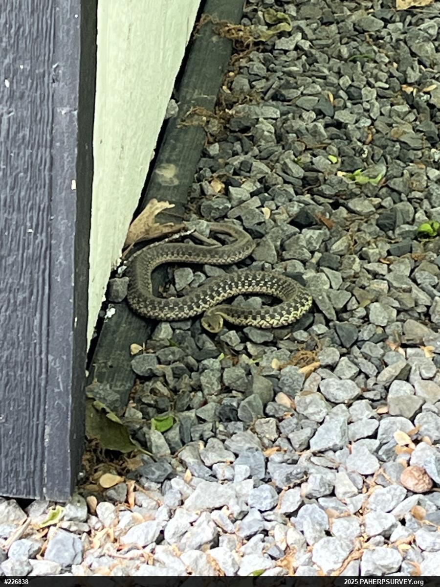 Eastern Gartersnake