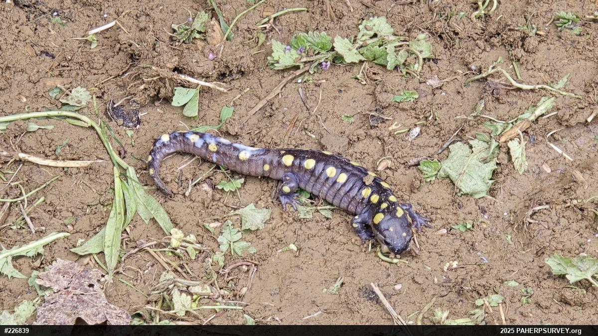 Spotted Salamander