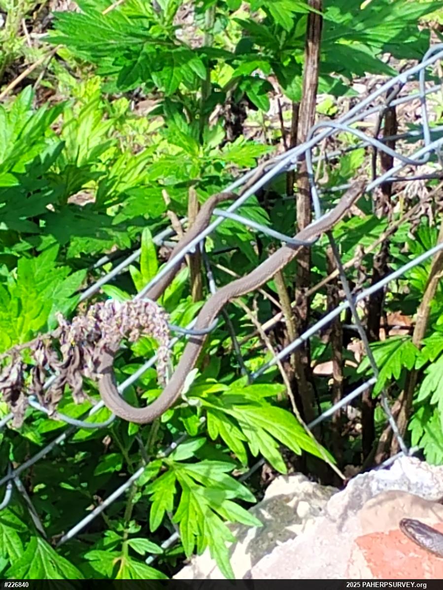 Queensnake