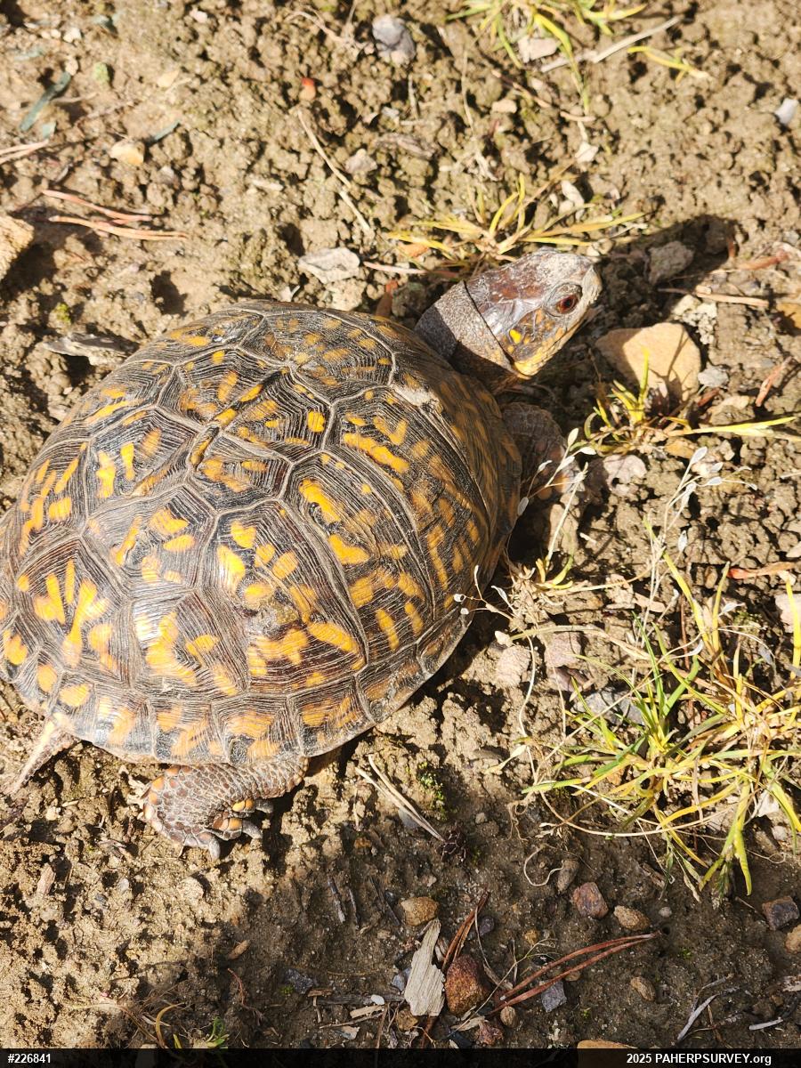 Eastern Box Turtle