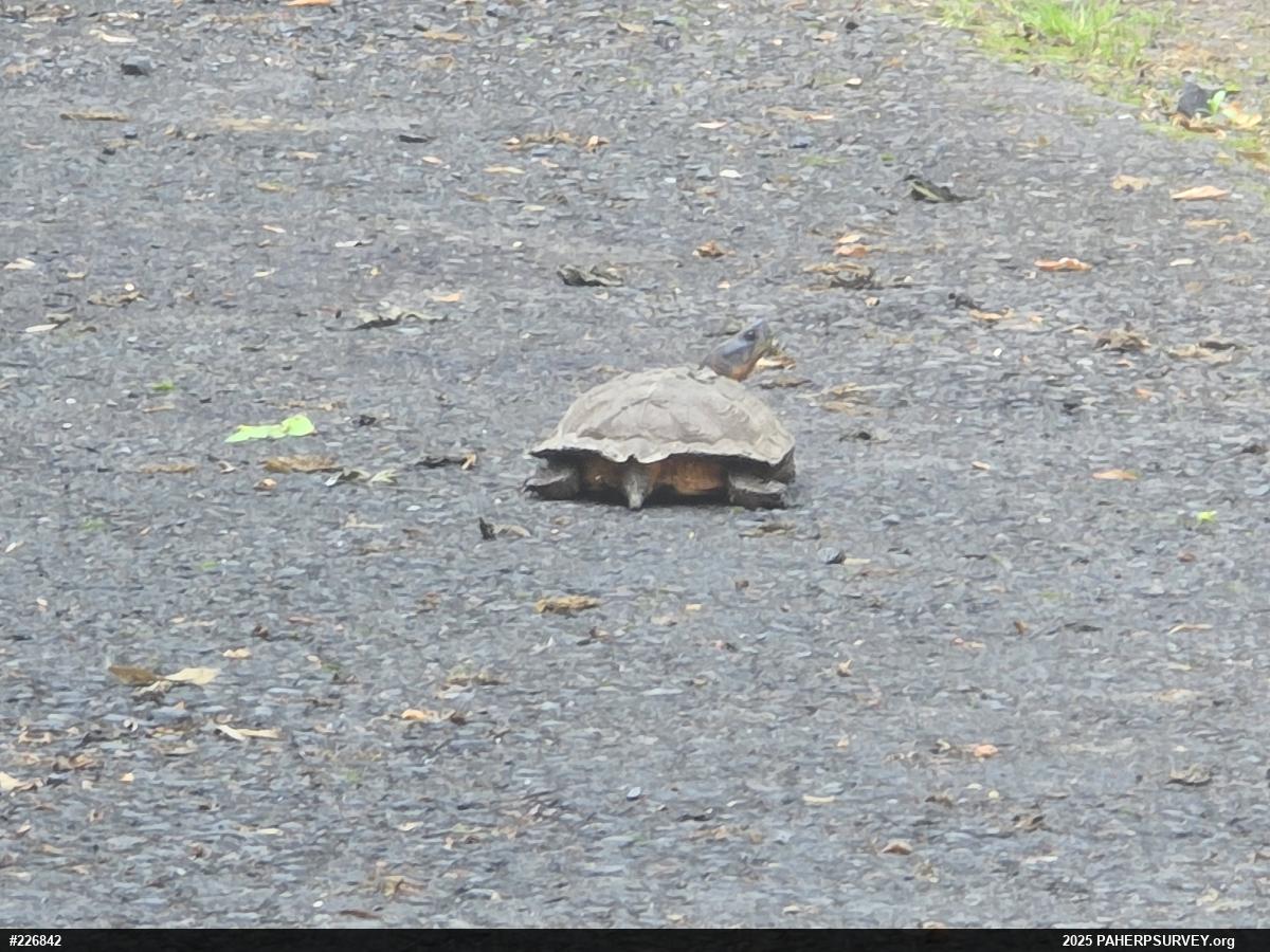 Wood Turtle