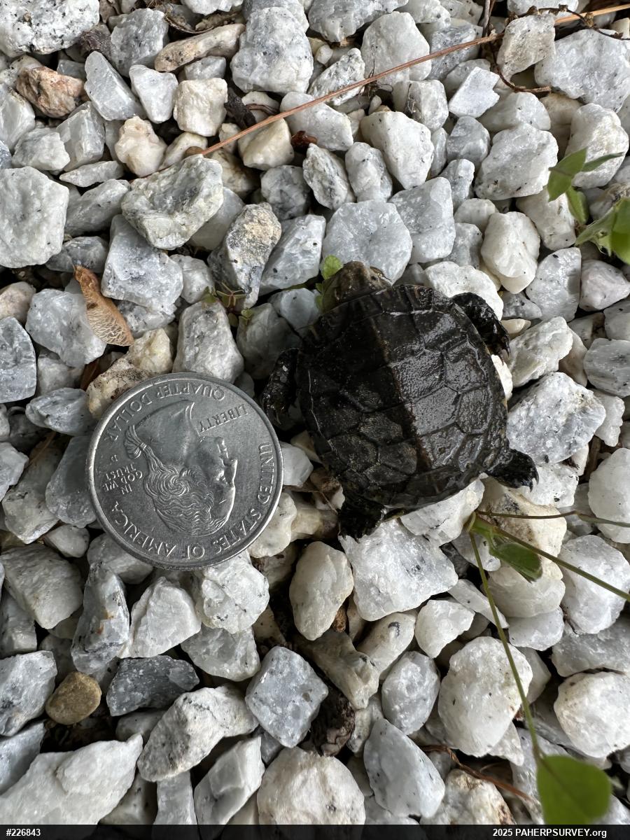 Painted Turtle
