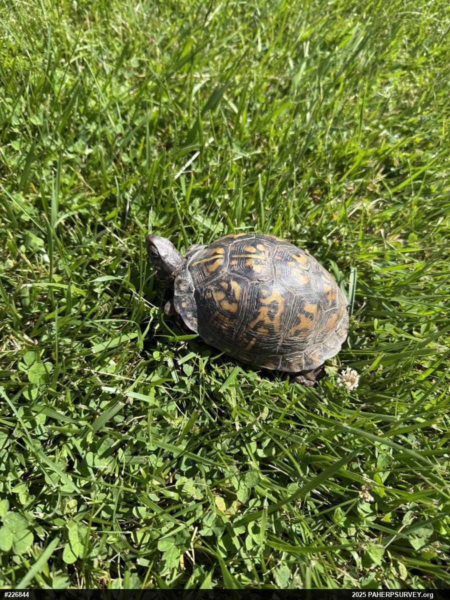 Eastern Box Turtle