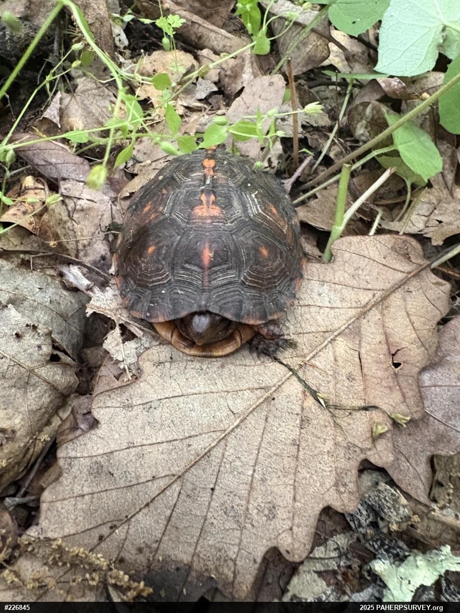 Eastern Box Turtle