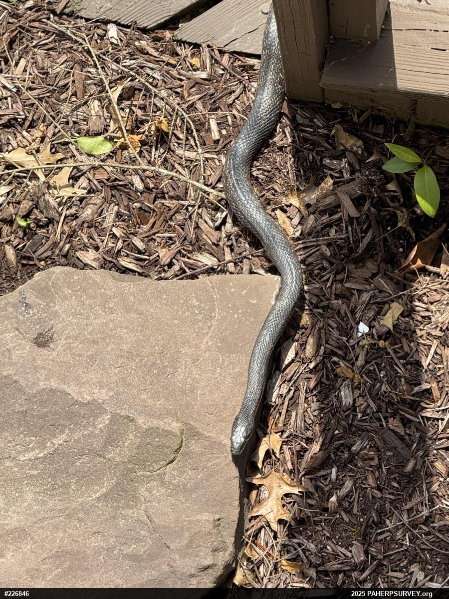 Eastern Ratsnake