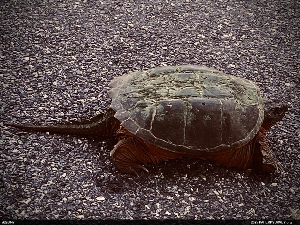 Snapping Turtle